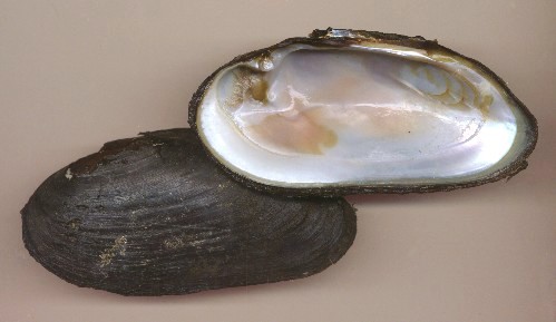 Margaritiferidae